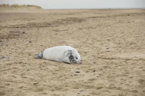 Seals Winter Beach Winterton Sea Norfolk Egyesült Királyság Este December — Stock Fotó