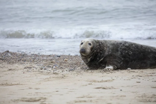 Robben Winter Strand Von Winterton Sea Norfolk Großbritannien Abend Dezember — Stockfoto