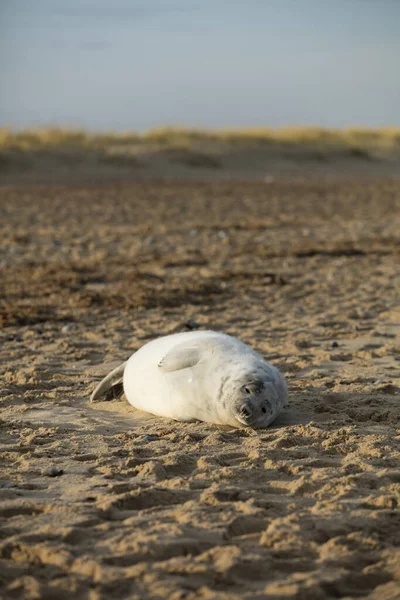 Seals Winter Beach Winterton Sea Norfolk Egyesült Királyság Este December — Stock Fotó