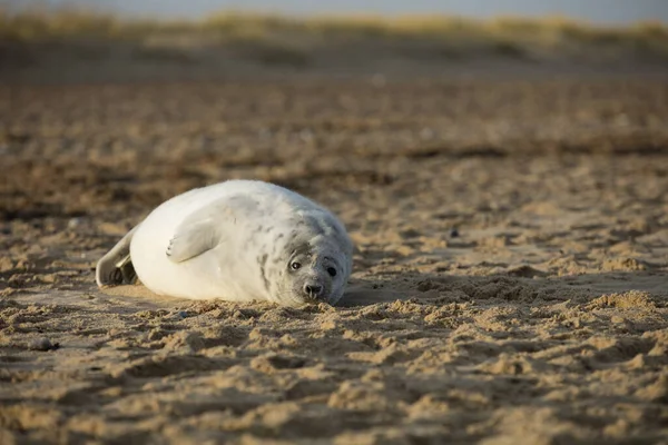 Sellos Invierno Playa Winterton Sea Norfolk Reino Unido Por Noche — Foto de Stock