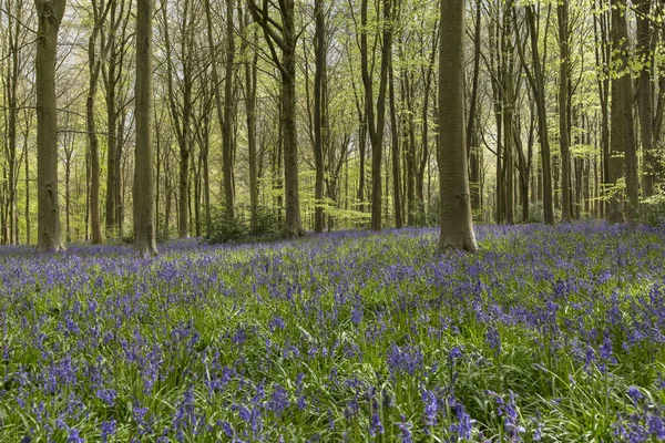 Bluebells Trees West Wood Wiltshire Egyesült Királyság 2018 Április — Stock Fotó