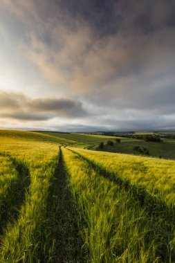 Bluestone Heath Yolu, Hughnshire, İngiltere, Temmuz 2017,
