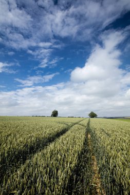 Nettleton yakınları, Hughnshire, İngiltere, Temmuz 2017,