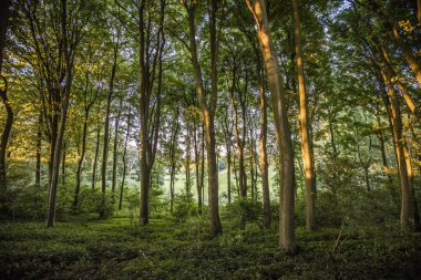 Belchford yakınları, Hughnshire, İngiltere, Temmuz 2017, Bluestone Heath Yolu yakınlarındaki ağaç tepe örtüsü manzarası