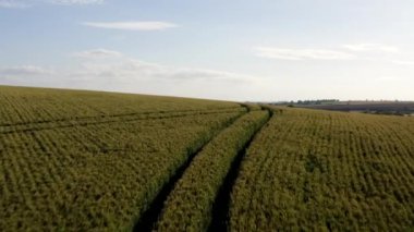 Hughnshire, İngiltere, Temmuz 2019, Lincoln Wolds 'un İnsansız Hava Aracı
