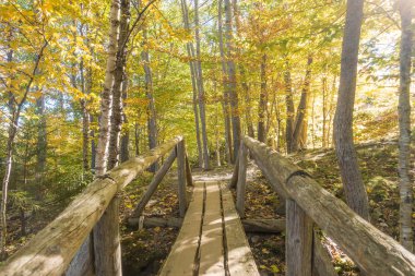 Güzel sonbahar renkleri Maine ABD Acadia Milli Parkı