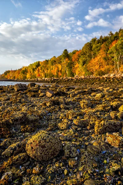 Kolory Jesieni Piękny Park Narodowy Acadia Maine Stany Zjednoczone Ameryki — Zdjęcie stockowe