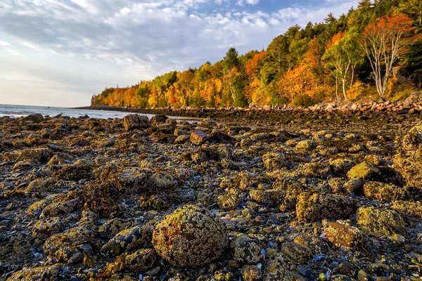 Bellissimi Colori Autunnali Del Parco Nazionale Dell Acadia Nel Maine — Foto Stock