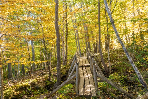 美丽的秋天的颜色在美国缅因州阿卡迪亚国家公园 — 图库照片