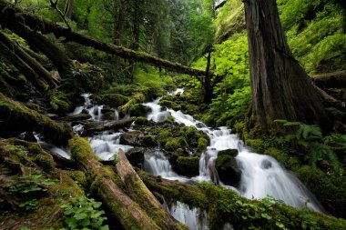 Portland Oregon yakınlarındaki Columbia Nehri Boğazı 'ndaki şelaleler.
