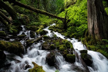 Portland Oregon yakınlarındaki Columbia Nehri Boğazı 'ndaki şelaleler.