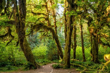 Hoh yağmur ormanı olimpik Milli Parkı, Washington, ABD