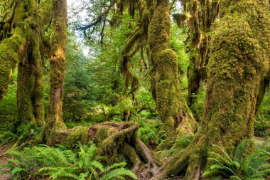 Hoh yağmur ormanı olimpik Milli Parkı, Washington, ABD