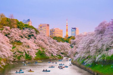 Tokyo, Japonya 'daki Chidorigafuchi parkı..