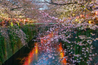 Tokyo, Japonya 'da, alacakaranlıkta Meguro Kanalı' nda kiraz çiçeği.