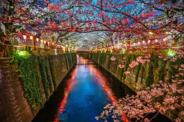 Tokyo, Japonya 'da, alacakaranlıkta Meguro Kanalı' nda kiraz çiçeği.