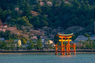 Miyajima, Hiroşima, Japonya 'da Sakura ile Itsukushima Tapınağı' nın yüzer kapısı.