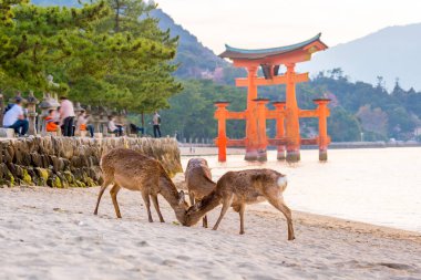 Geyik ve Kızıl Torii Miyajima Hiroşima, Japonya 'da