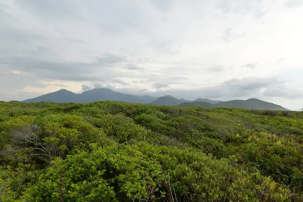 Végétation Montagnes Arrière Plan Sur Île Cardoso — Photo