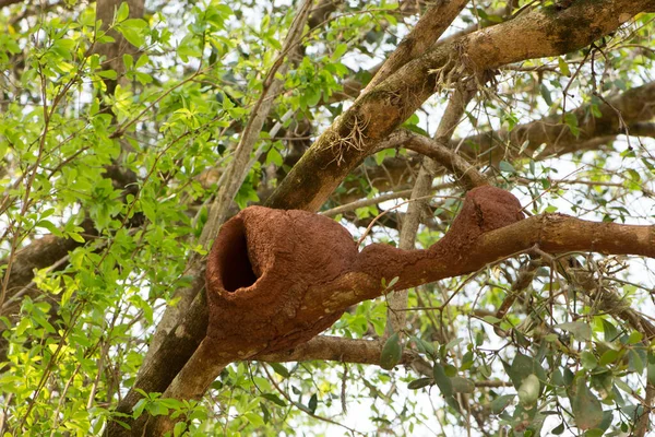 nest of bird made of clay.