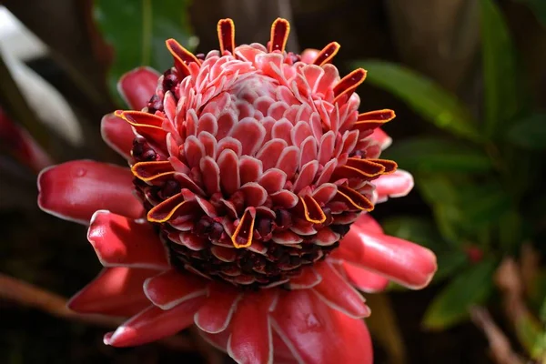 Flor Roja Etlingera Elatior Conocida Como Basto Imperador — Foto de Stock