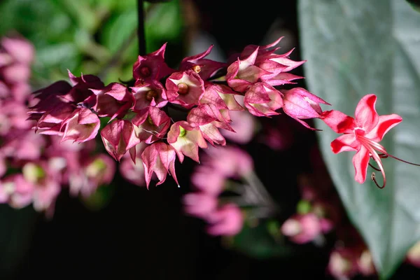 Plante Connue Comme Une Larme Christ — Photo