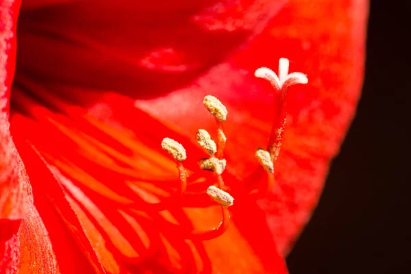 Red Amarilis Flower Part Closeup — Stock Photo, Image