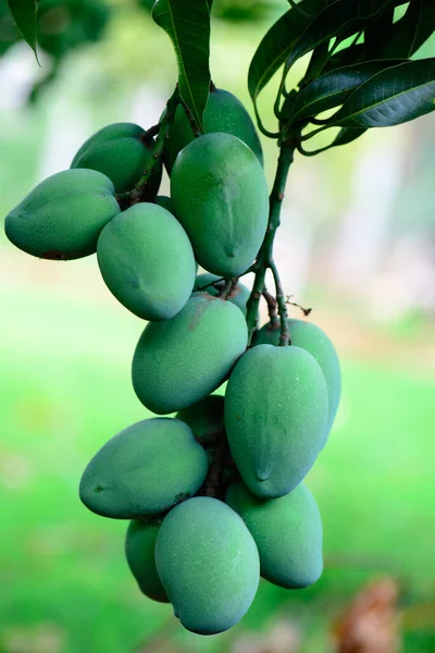 Frutto Mango Ancora Sull Albero — Foto Stock