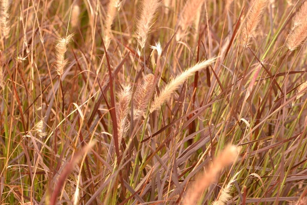 Τύπος Χόρτου Γνωστό Pennisetum Setaceum Grass — Φωτογραφία Αρχείου