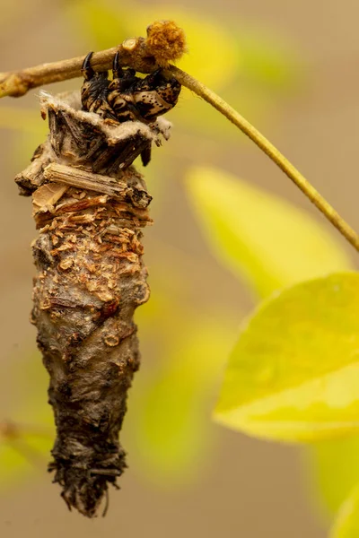 Bruco Con Parte Del Corpo Fuori Dal Bozzolo Ramo Albero — Foto Stock