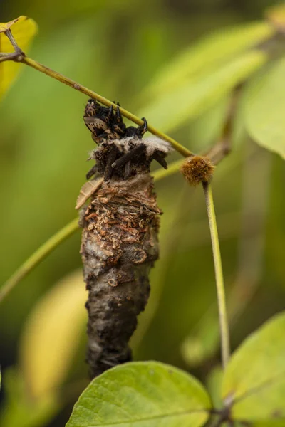 caterpillar with body part out of its cocoon on a tree branch.