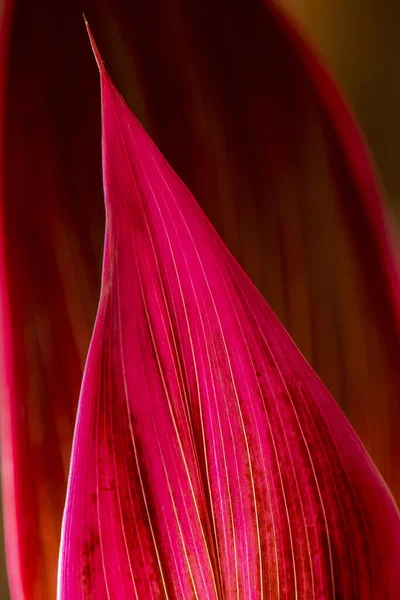 Lila Gefärbte Lilie Palmblätter — Stockfoto