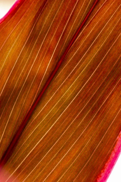 Fialové Lilie Palmové Listy — Stock fotografie