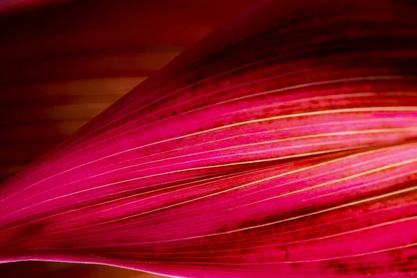 Пурпурная Лилия Пальмовая — стоковое фото