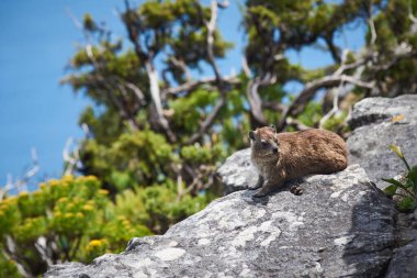 Masa Dağı 'nın tepesinde Rock Dassie, Cape Town Güney Afrika