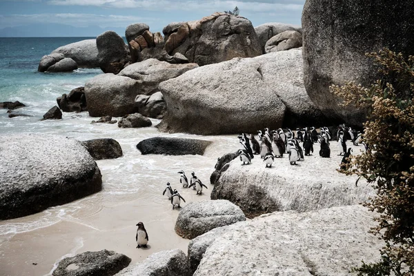 Pingüino Africano Playa Arena Pingüino Africano Spheniscus Demersus Colonia Boulders —  Fotos de Stock