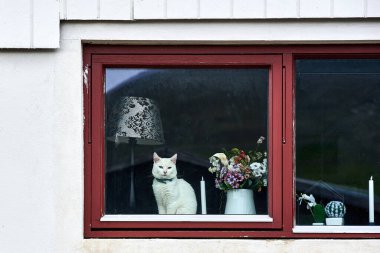 Faroe Adaları 'ndaki lambanın yanındaki çerçeveli pencerede oturan sevimli beyaz dikromatik kedi.