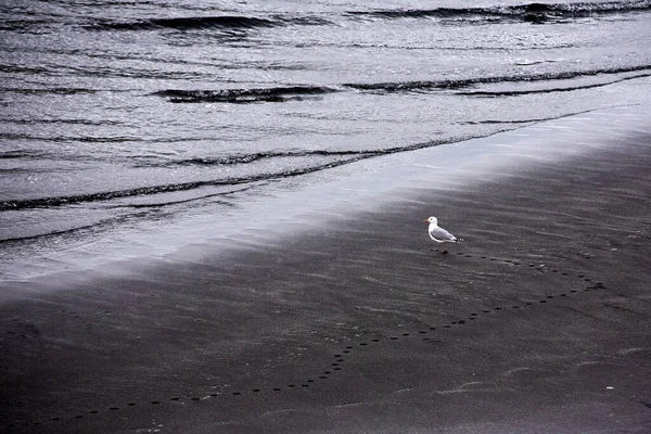 Una Sola Gaviota Parada Playa Arena Negra Marea Baja Islas — Foto de Stock