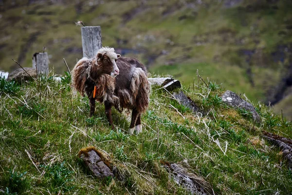 Owce Wzgórzu Vagar Wyspy Owcze Obrazek Stockowy
