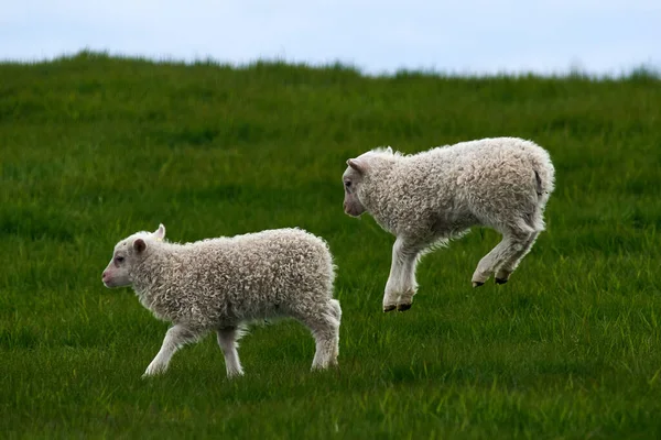 Icelandic Sheep Beatiful Scenery — Stock Photo, Image