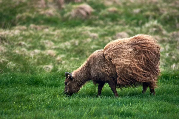 美しい景色の中でアイスランドの羊 — ストック写真