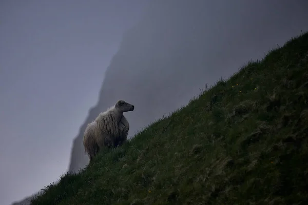 Islandzkie Owce Pięknej Scenerii Obrazek Stockowy
