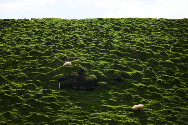Islandzkie Owce Pięknej Scenerii Obrazy Stockowe bez tantiem
