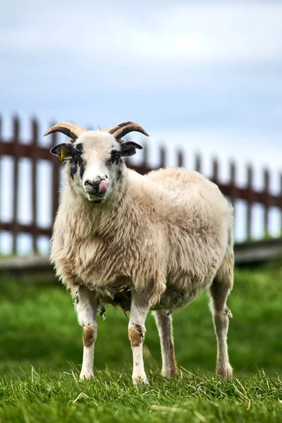 Islandzkie Owce Pięknej Scenerii Zdjęcia Stockowe bez tantiem