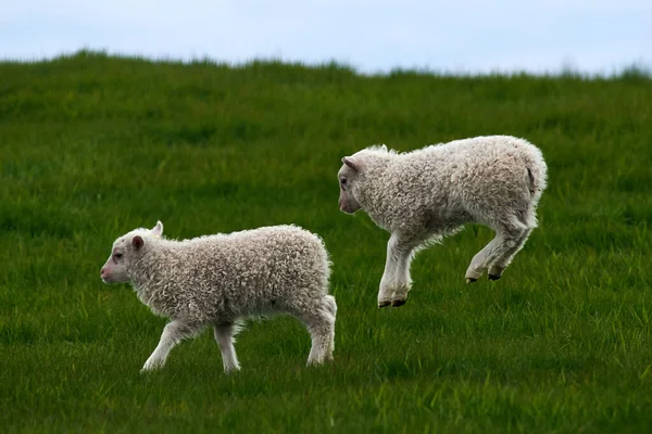 Icelandic Sheep Beatiful Scenery — Stock Photo, Image