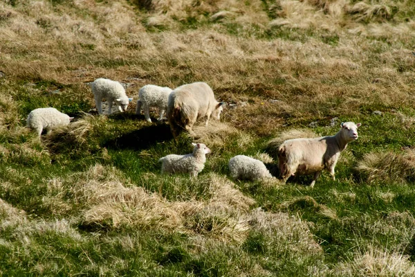 Islandzkie Owce Pięknej Scenerii Obraz Stockowy