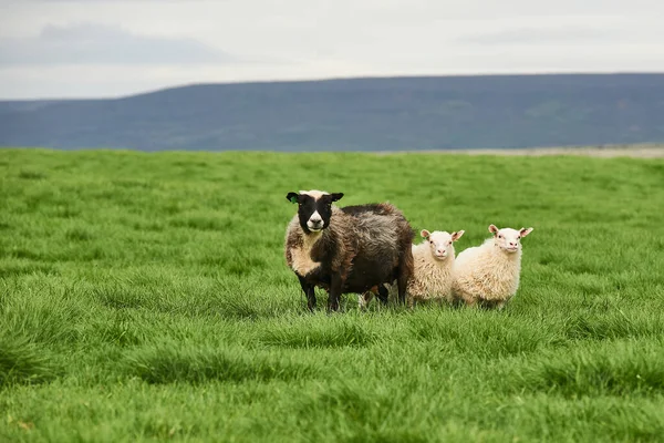 Islandzkie Owce Pięknej Scenerii Zdjęcie Stockowe