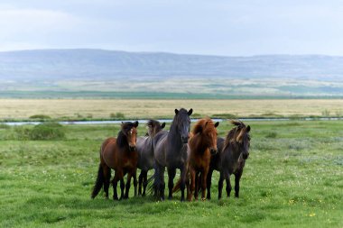 Tarlada güzel İzlanda atları