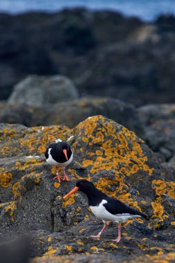 Avrasya İstiridye Yakalayıcısı (Haematopus ostralegus) Flatey Adası İzlanda sahilinde yürüyor