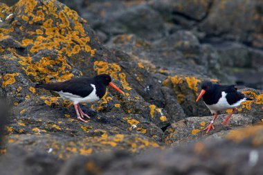 Avrasya İstiridye Yakalayıcısı (Haematopus ostralegus) Flatey Adası İzlanda sahilinde yürüyor